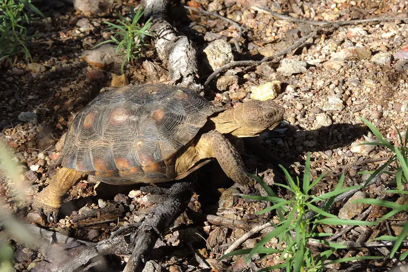Nutritional Need for A Desert Tortoise