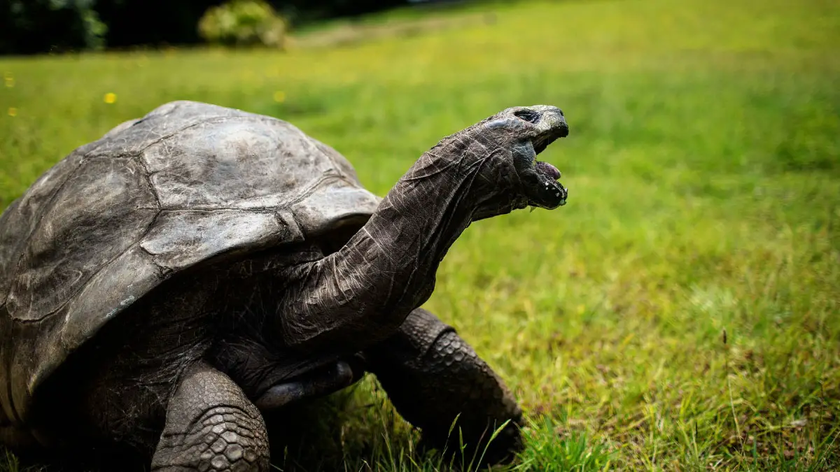 Oldest Living Tortoises In The World
