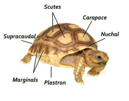 Outside Parts of a Tortoise