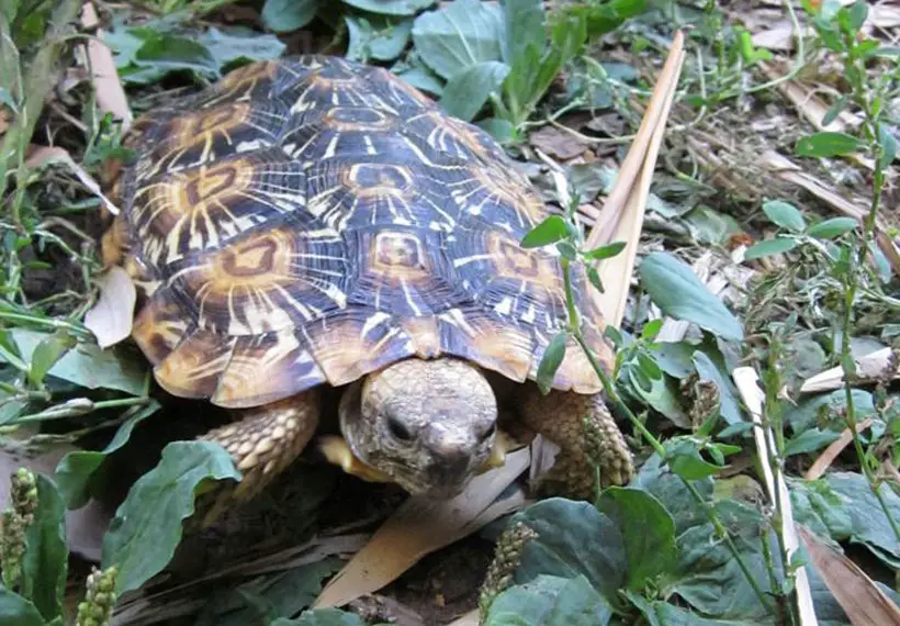 Pancake Tortoise