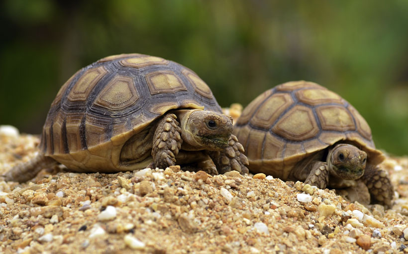 Physical Characteristics of Female Tortoises