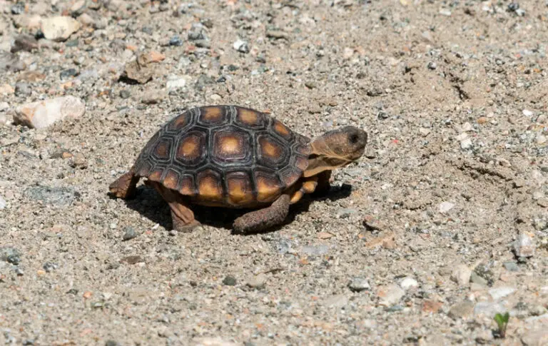 Baby Desert Tortoise Care: Info You Must Incorporate