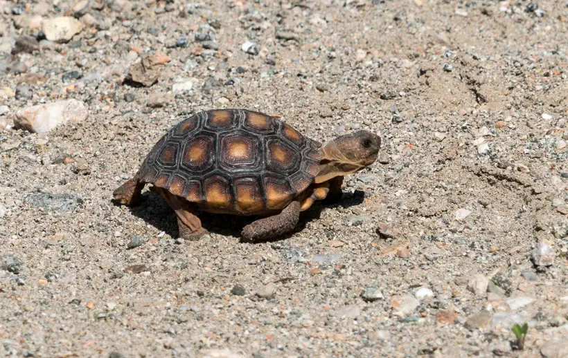 Proper Environment for Baby Desert Tortoises