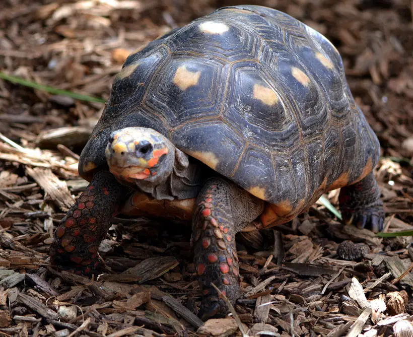 Red-Foot Tortoise