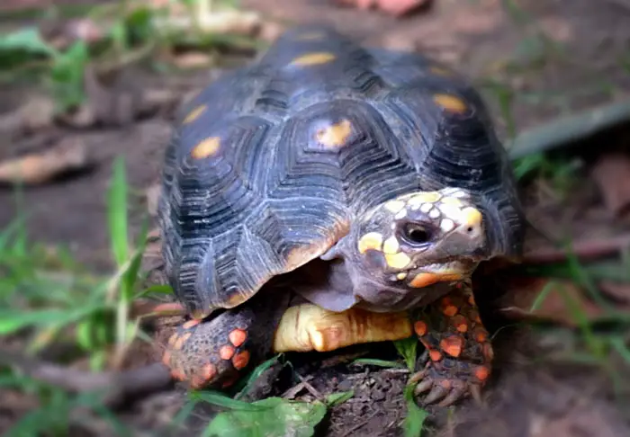 Red-Footed Tortoise