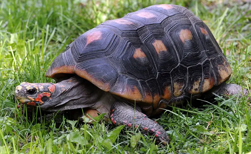 Red-footed Tortoise