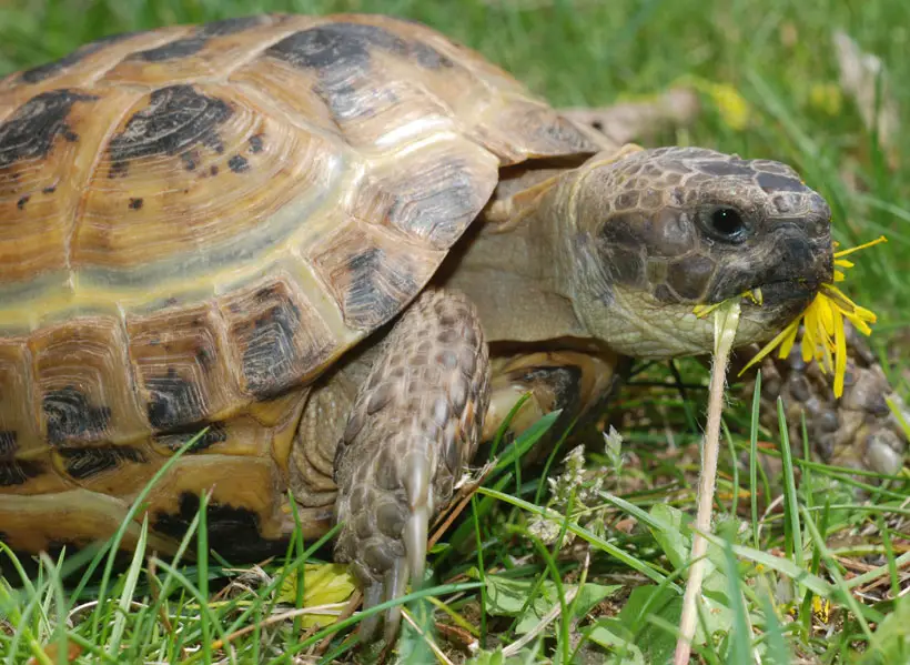 Russian Tortoise