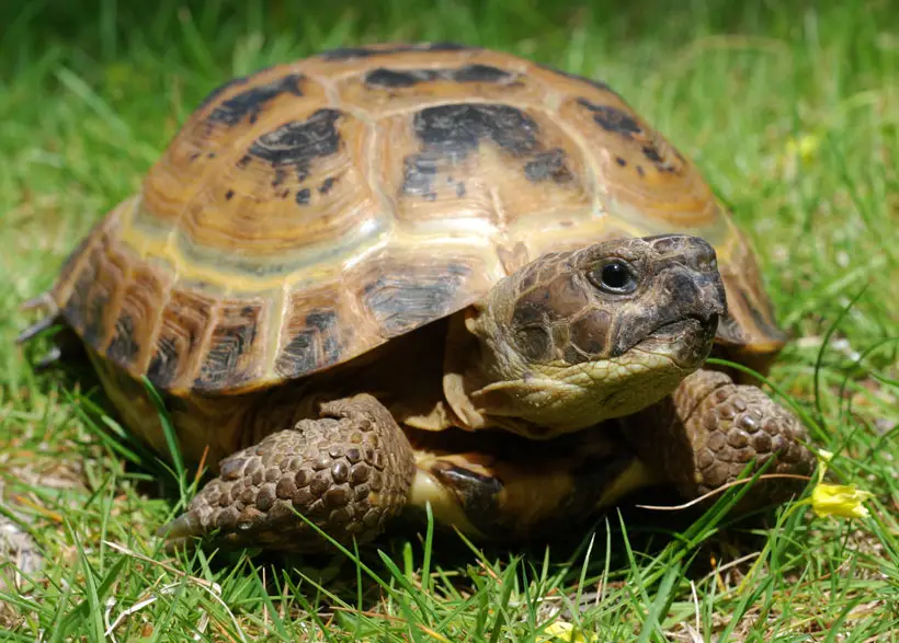 Russian Tortoise Longevity