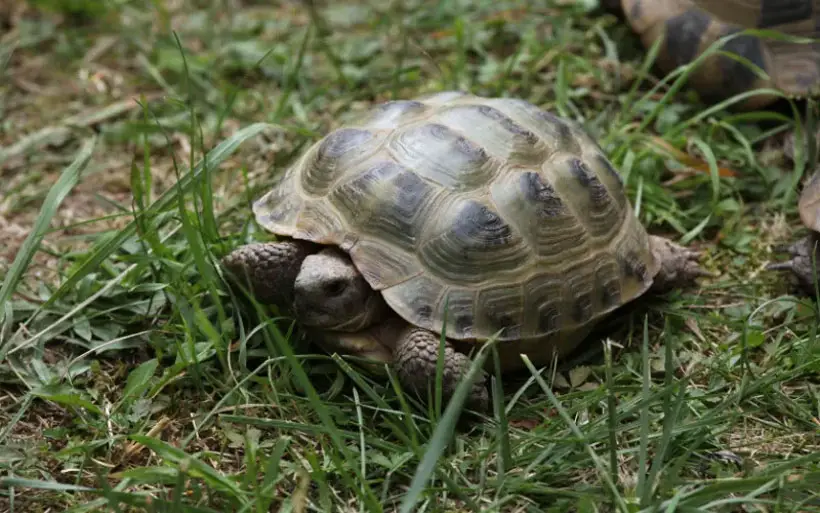 Russian Tortoises Hibernate