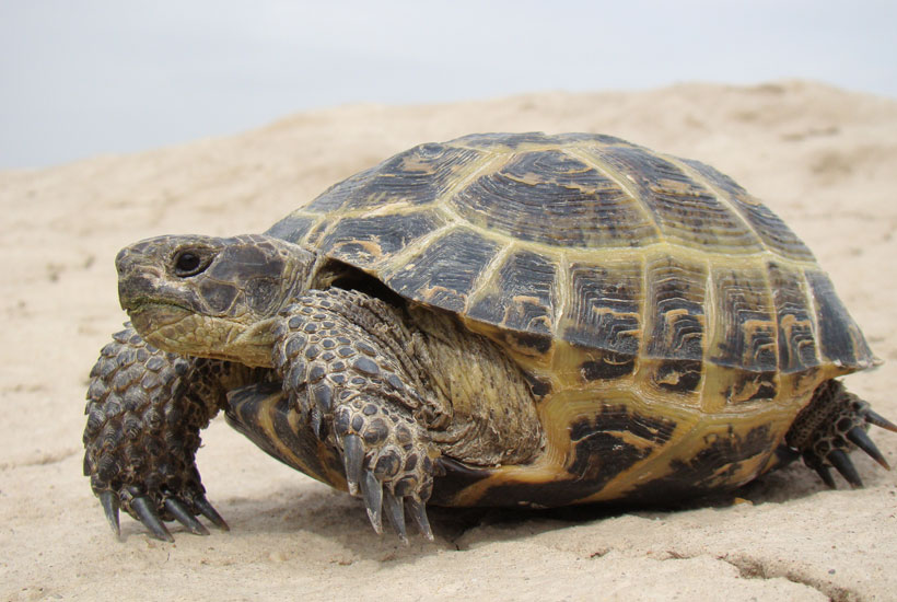 Russian tortoise