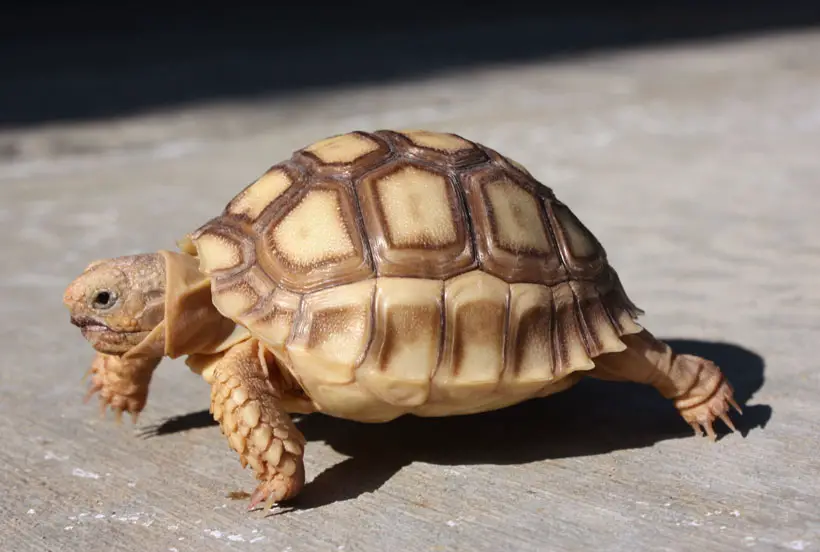 Signs Of Dehydration In A Tortoise