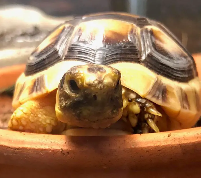 Signs Of Pyramiding In Tortoises