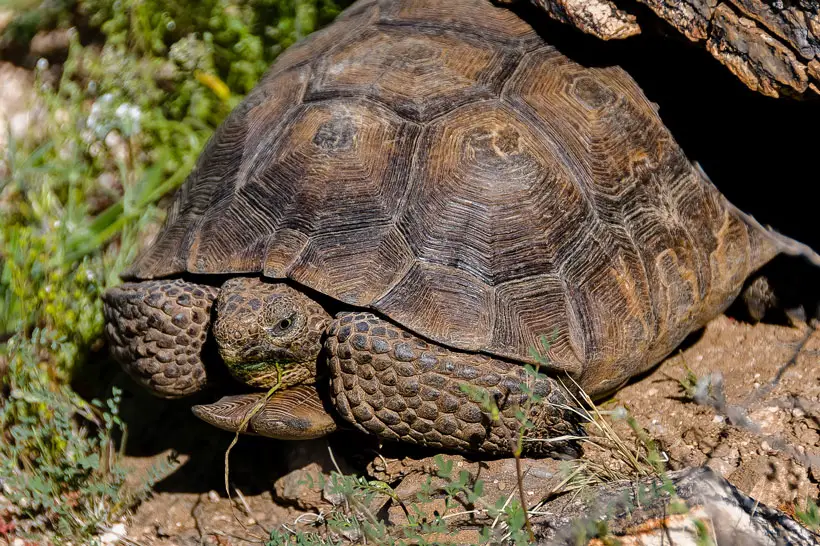 Sonoran Desert Tortoise