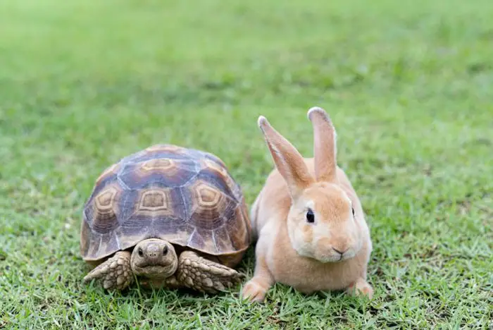 Story of The Tortoise and the Hare Summary