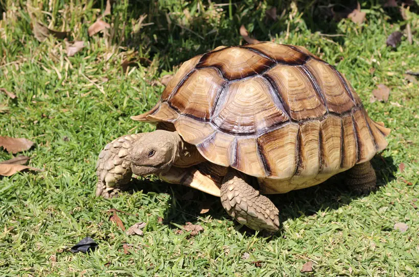 Sulcata Tortoise