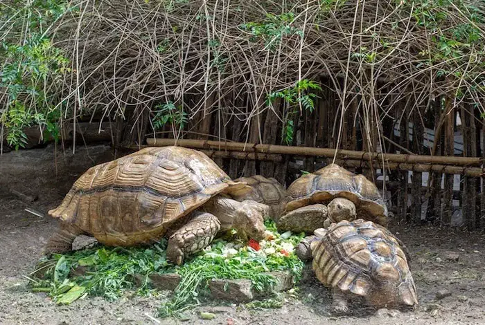 Sulcata tortoise