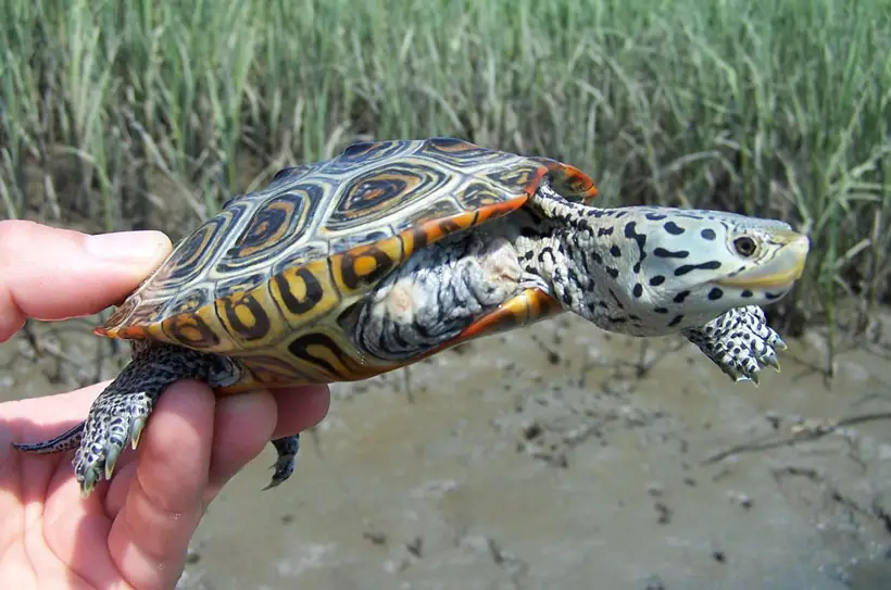 Terrapin Legs