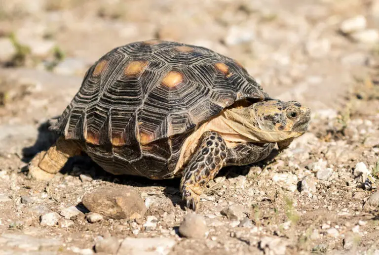 Let’s Discover The Types Of Tortoise Species In The United States!