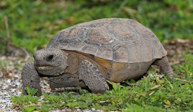 Threats Tortoises Encounter In The United States