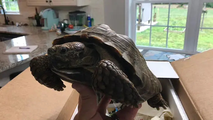 Tommy The Pet Tortoise