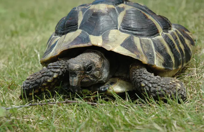 Tortoise Beak Trim Cost