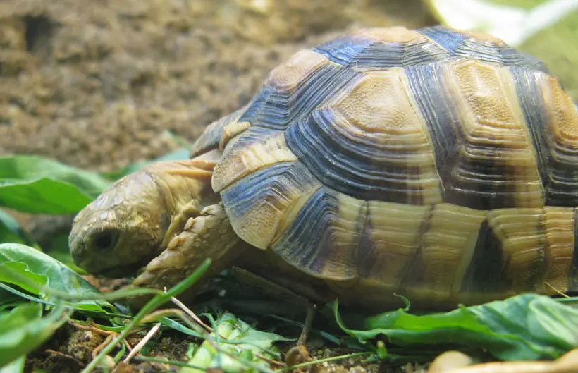 Tortoise Behavior