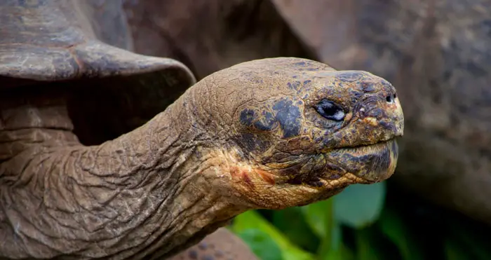 Tortoise Difficulty Breathing