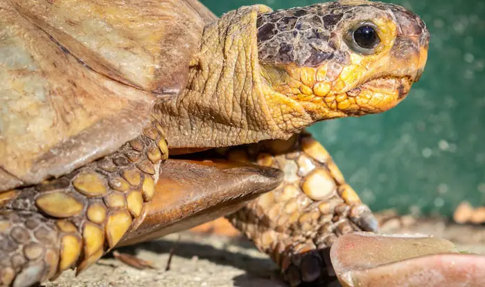 Tortoise Diseases