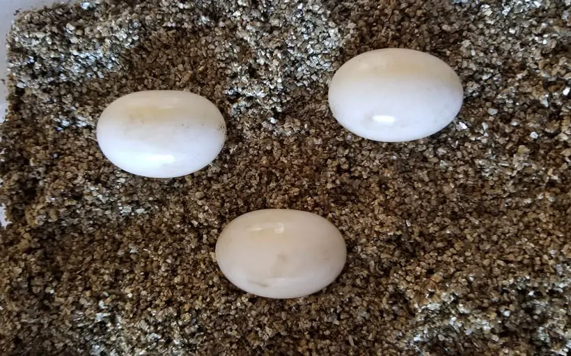 Tortoise Eggs