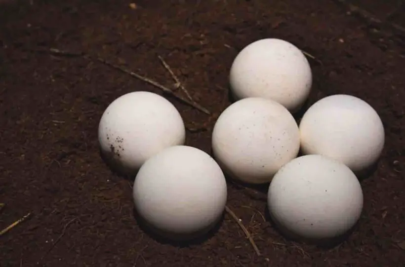 Tortoise Eggs 101