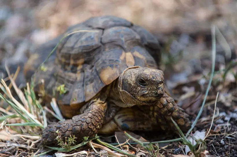 Tortoise Go Without Food Environmental Conditions