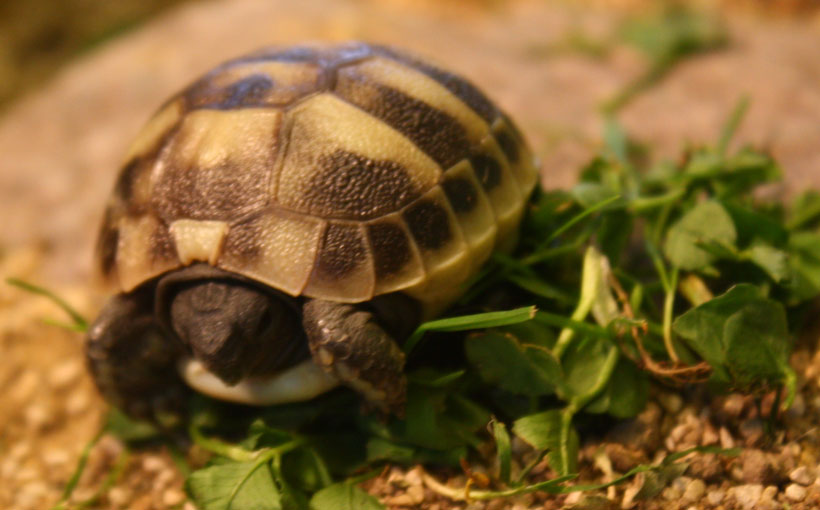 Tortoise Habitat Temperature