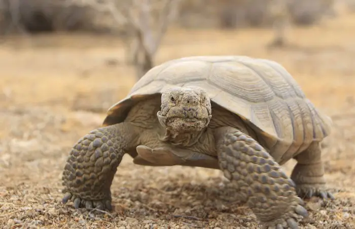Tortoise Habitats In Deserts