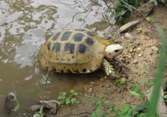 Tortoise Habitats In Mountain