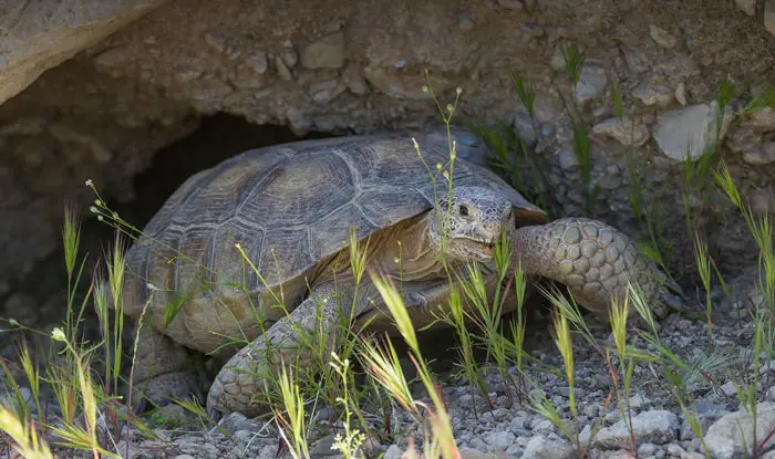 Tortoise Habitats In The Wild