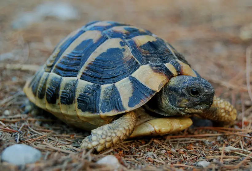 Tortoise Head and Beak