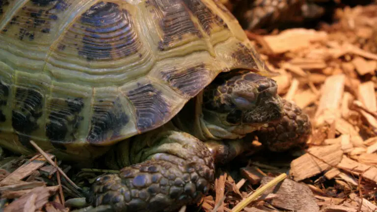 Tortoise Hibernation or Dead? How to Know?