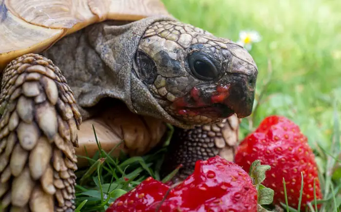 Tortoise Intelligence In Interaction with Humans