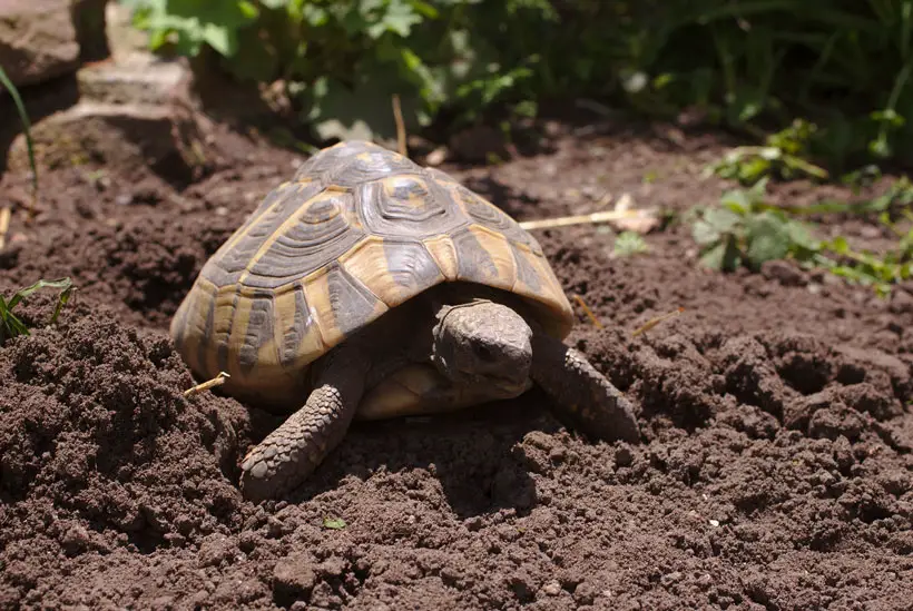 Tortoise Laying Eggs