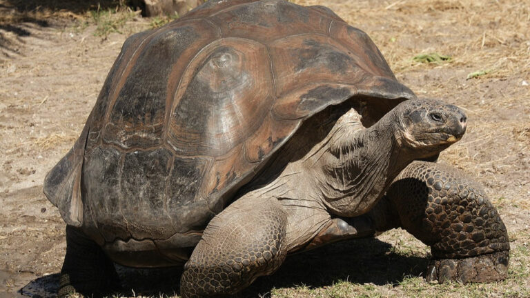 Tortoise Life Expectancy: How Long Does A Tortoise Live?