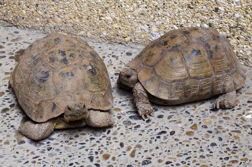 A male tortoise headbutting a female tortoise during mating season