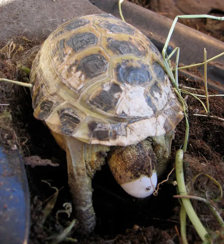 Tortoise Nesting Preference