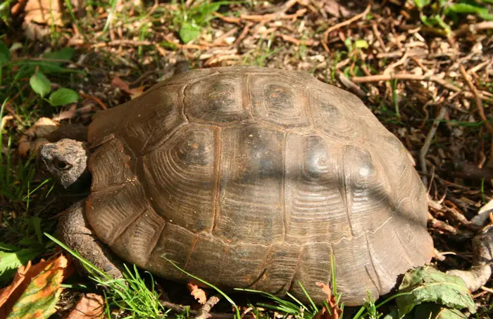 Tortoise Poor Nutrition