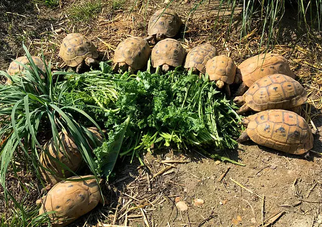 Tortoise Provide a balanced diet that is high in fiber and calcium