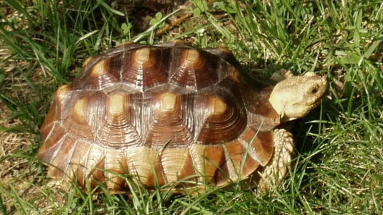Tortoise Pyramiding: Causes, Early Signs, Prevention, Treatment