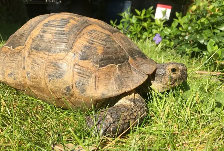Tortoise Species In The UK