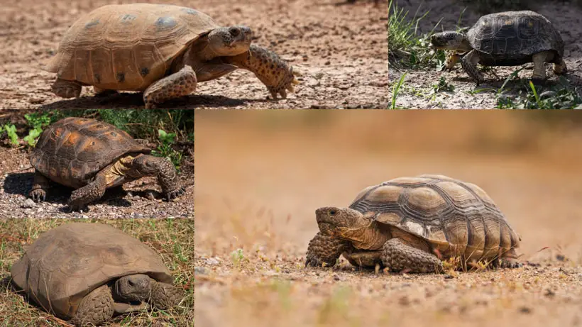 Tortoise Species In The United States