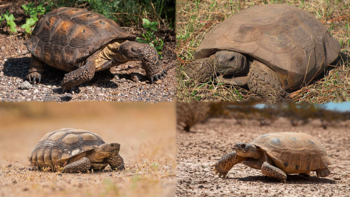 Tortoise Species