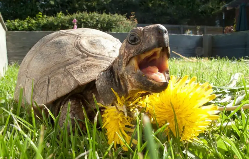 Tortoise Teeth