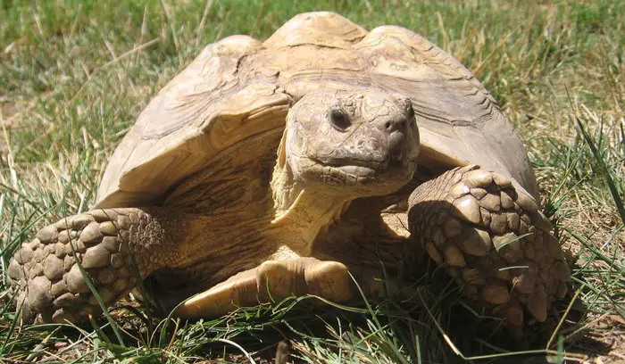 Tortoise Wild Habitats